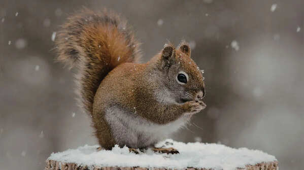 Squirrels