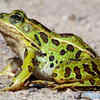 Article image for: <i class="tbold">frog</i>s