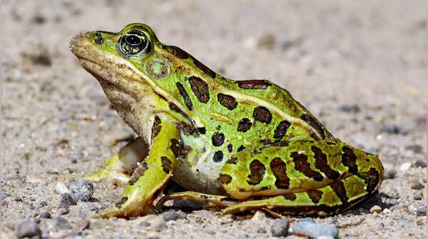 Frogs