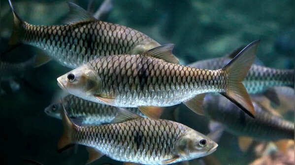 Fish