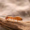 Termites