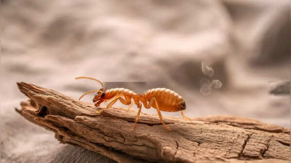 Termites