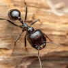 Article image for: <i class="tbold">Ant</i>s