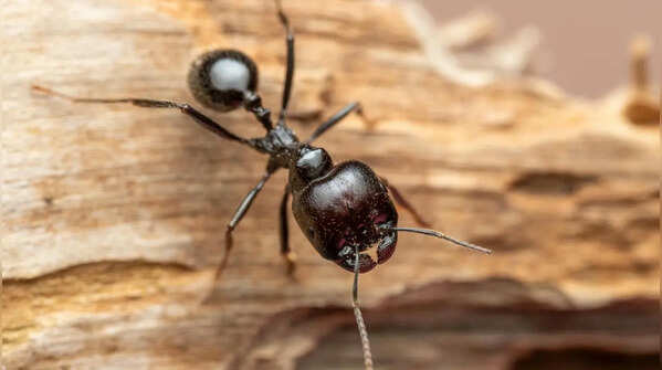 Ants