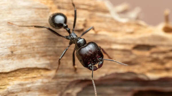 Ant Pictures