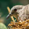 Article image for: GK Fact of the Day: Not just birds; 5 other animals that make “nests”