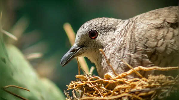 GK Fact of the Day: Not just birds; 5 other animals that make “nests”