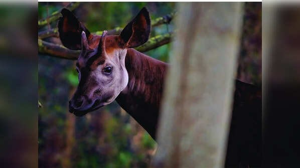 The Democratic Republic of the Congo (DRC)