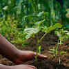 Vegetables that survive