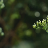 3. Stevia: Natural sugar-free sweetener