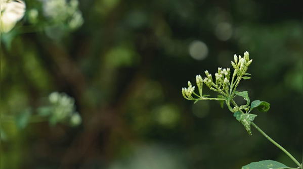 3. Stevia: Natural sugar-free sweetener