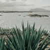 9. Agave nectar