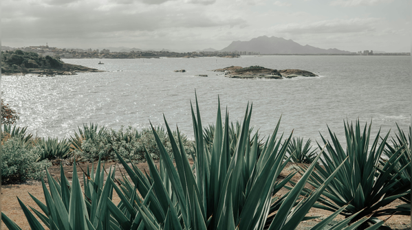 9. Agave nectar