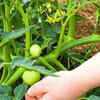 Fertilization and Pest Control