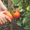 Article image for: Planting and spacing tips