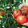 The ideal time to plant tomatoes