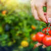 Article image for: The right way to grow tomatoes (time, <i class="tbold">soil</i> mix, growth tips)