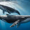The Humpback Whale