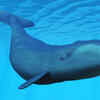 The Bowhead Whale