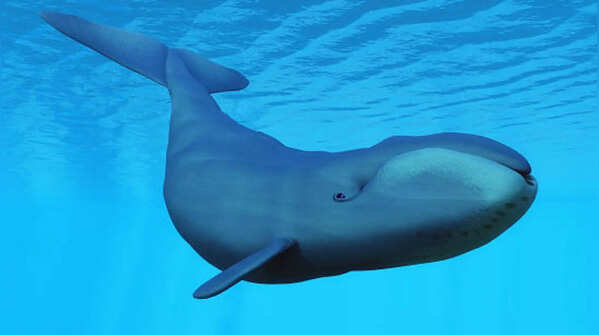 The Bowhead Whale