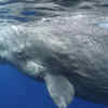 Article image for: The <i class="tbold">sperm</i> Whale