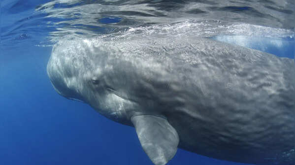 The Sperm Whale