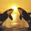 The Orca