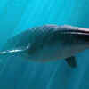 Article image for: The <i class="tbold">blue</i> Whale