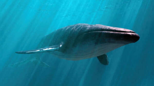 The Blue Whale