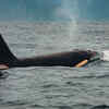 Article image for: 5 most powerful whales on Earth