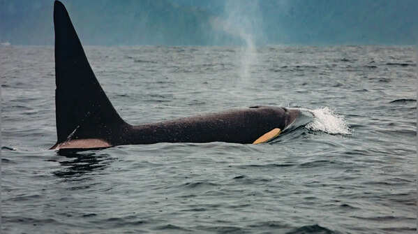 5 most powerful whales on Earth