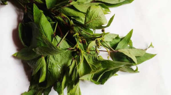 Ambadi/Gongura Leaves