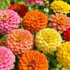 Zinnia