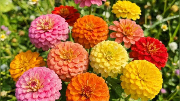 Zinnia