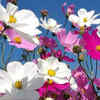 Cosmos