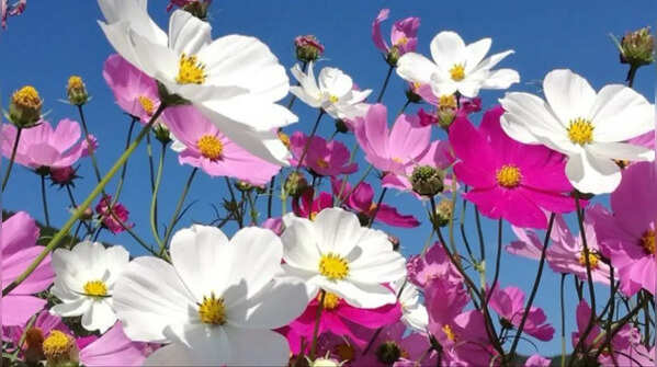 Cosmos