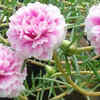 Article image for: Portulaca or Moss <i class="tbold">rose</i>