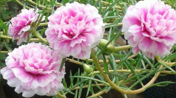 Portulaca or Moss Rose