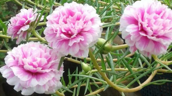 Rose Stills
