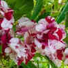Balsam