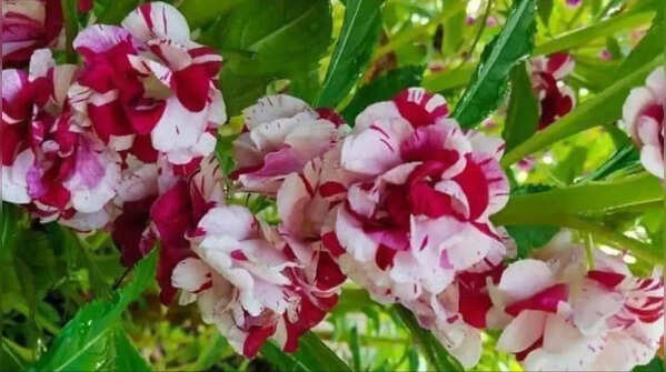 Balsam