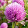 Gomphrena