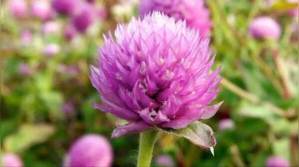 Gomphrena