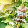 Article image for: Monitor the development of the plant