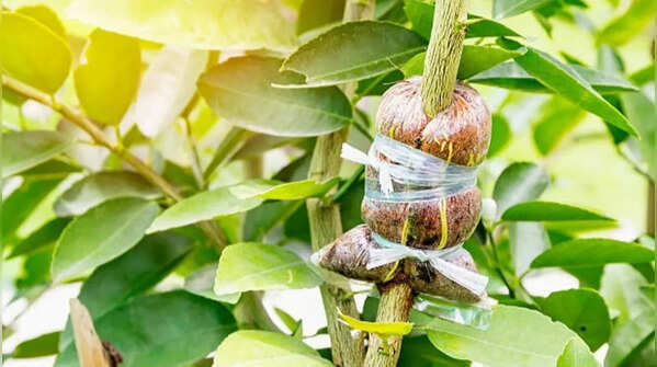 Monitor the development of the plant