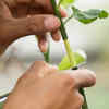 Article image for: Make clean cuts to unite plants