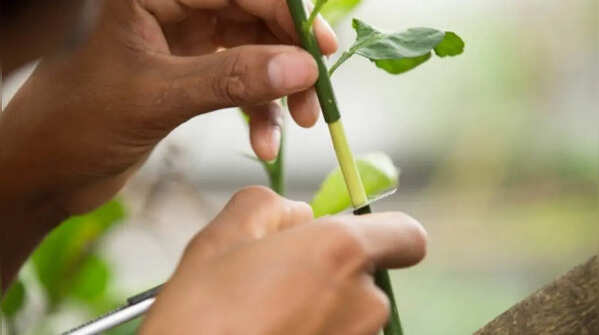 Make clean cuts to unite plants
