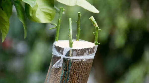 Select healthy plants and appropriate tools