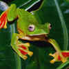 Article image for: Malabar gliding <i class="tbold">frog</i>