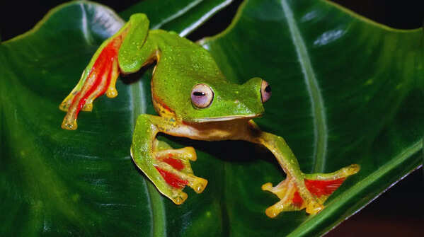 Malabar gliding frog